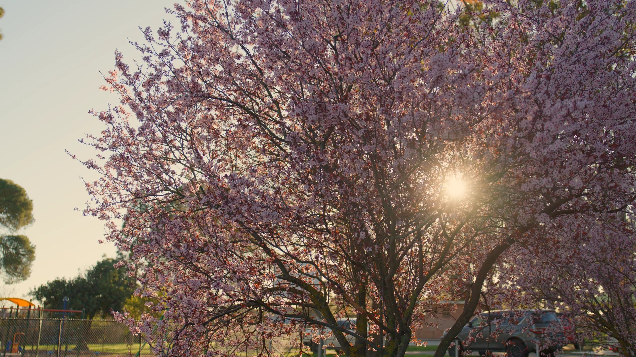 Sun through the blossom in the Barossa Valley on rally weekend