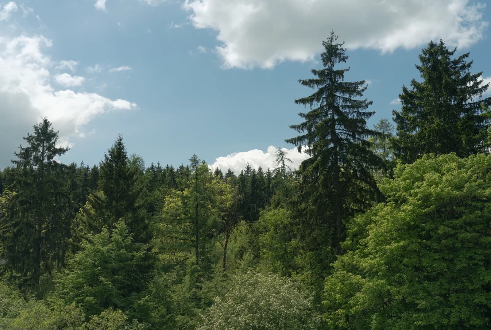 Pine forest under summer cloud in the Eifel around the Nürburgring
